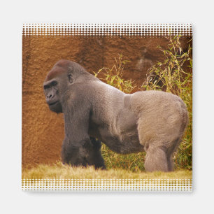Imã Ímã da foto do gorila do Silverback