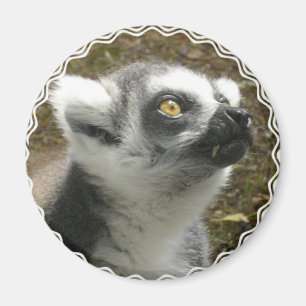 Imã Ímã da foto do Lemur