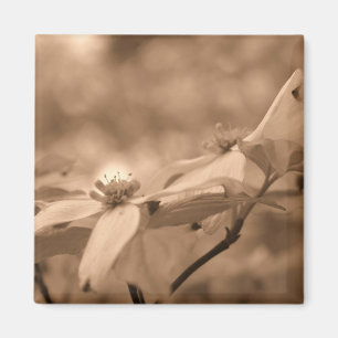 Imã Ímã da fotografia da flor do Dogwood do Sepia