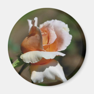 Imã Ímã da fotografia da flor do Rosebud do pêssego