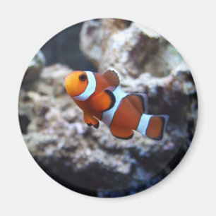 Imã Ímã da fotografia de Clownfish