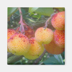 Imã Ímã da fruta de árvore da morango