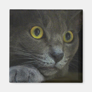 Imã Ímã da intensidade