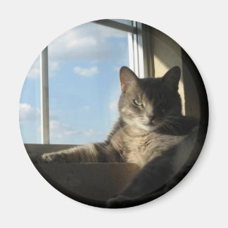 Imã ímã da janela stella