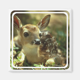 Imã Ímã da jovem corça