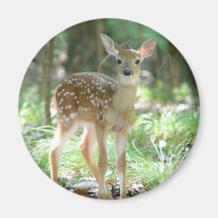 Imã Ímã da jovem corça dos cervos de Whitetail