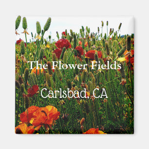 Imã Ímã da lembrança, campos de flor, Carlsbad, CA
