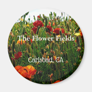 Imã Ímã da lembrança, o campo de flor, Carlsbad, CA