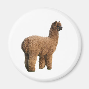 Imã Ímã da mágica da alpaca