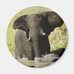 Imã Ímã da natação do elefante (elefante africano)
