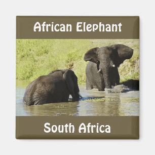 Imã Ímã da natação do elefante (elefante africano)