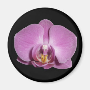 Imã ímã da orquídea
