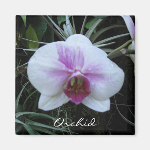 Imã Ímã da orquídea
