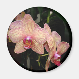 Imã Ímã da orquídea