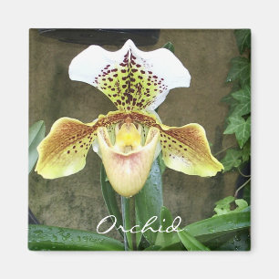 Imã Ímã da orquídea