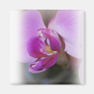 Imã Ímã da orquídea