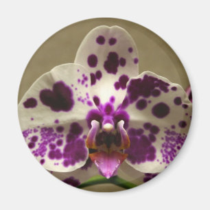 Imã Ímã da orquídea