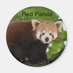 Imã Ímã da panda vermelha