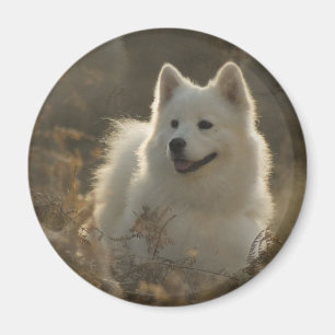 Imã Ímã da raça do cão do Samoyed