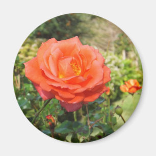 Imã Ímã da rosa vermelha