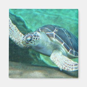 Imã Ímã da tartaruga de mar verde