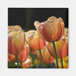 Imã Ímã da tulipa do abricó