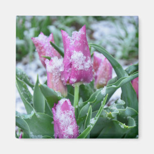 Imã Ímã da tulipa do primavera