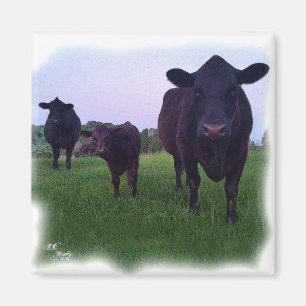 IMÃ ÍMÃ DA VACA!