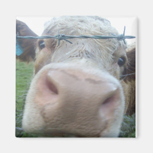 Imã ímã da vaca