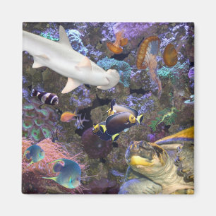 Imã Ímã da vida marinha