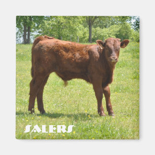 Imã Ímã da vitela de Salers