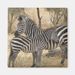 Imã Ímã da zebra da mãe e do bebê