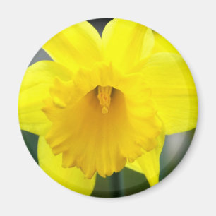 Imã Ímã - Daffodil amarelo