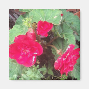 Imã Ímã das flores