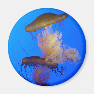 Imã Ímã das medusa