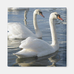 Imã Ímã das reflexões da cisne
