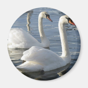 Imã Ímã das reflexões da cisne