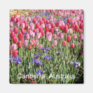Imã Ímã das tulipas de Canberra