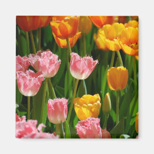 Imã Ímã das tulipas do primavera