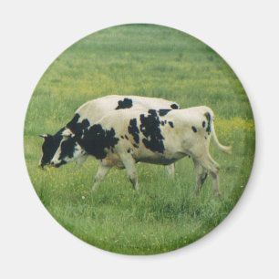 Imã Ímã das vacas