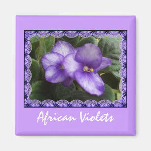 Imã Ímã das violetas africanas