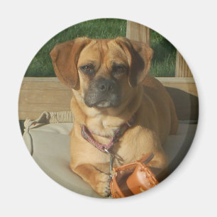 Imã Ímã de 003 Puggle