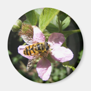 Imã ímã de abelhas