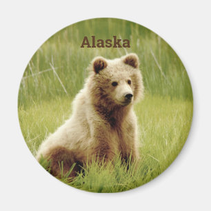 Imã Ímã de Alaska com o filhote de urso do urso