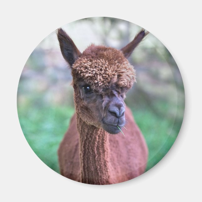 Imã Ímã de Alpaca Marrom (Frente)
