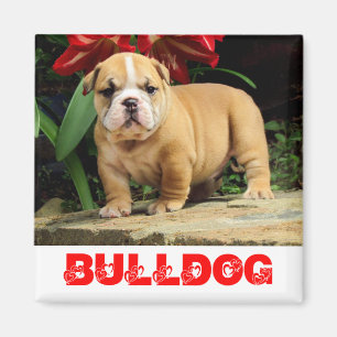 Imã Ímã de Amor de Cachorrinho Bulldog Inglês