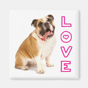 Imã Ímã de Amor de Cachorrinho Bulldog Inglês