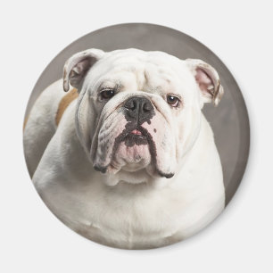 Imã Ímã de Amor de Cachorrinho Bulldog Inglês