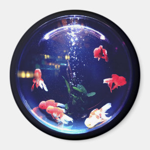 Imã Ímã de aquário Goldfish