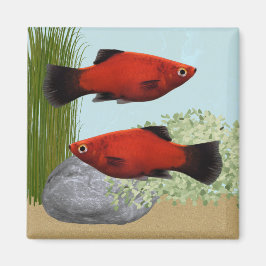 Imã Ímã de Aquário Tropical de Peixes Platies Vermelho